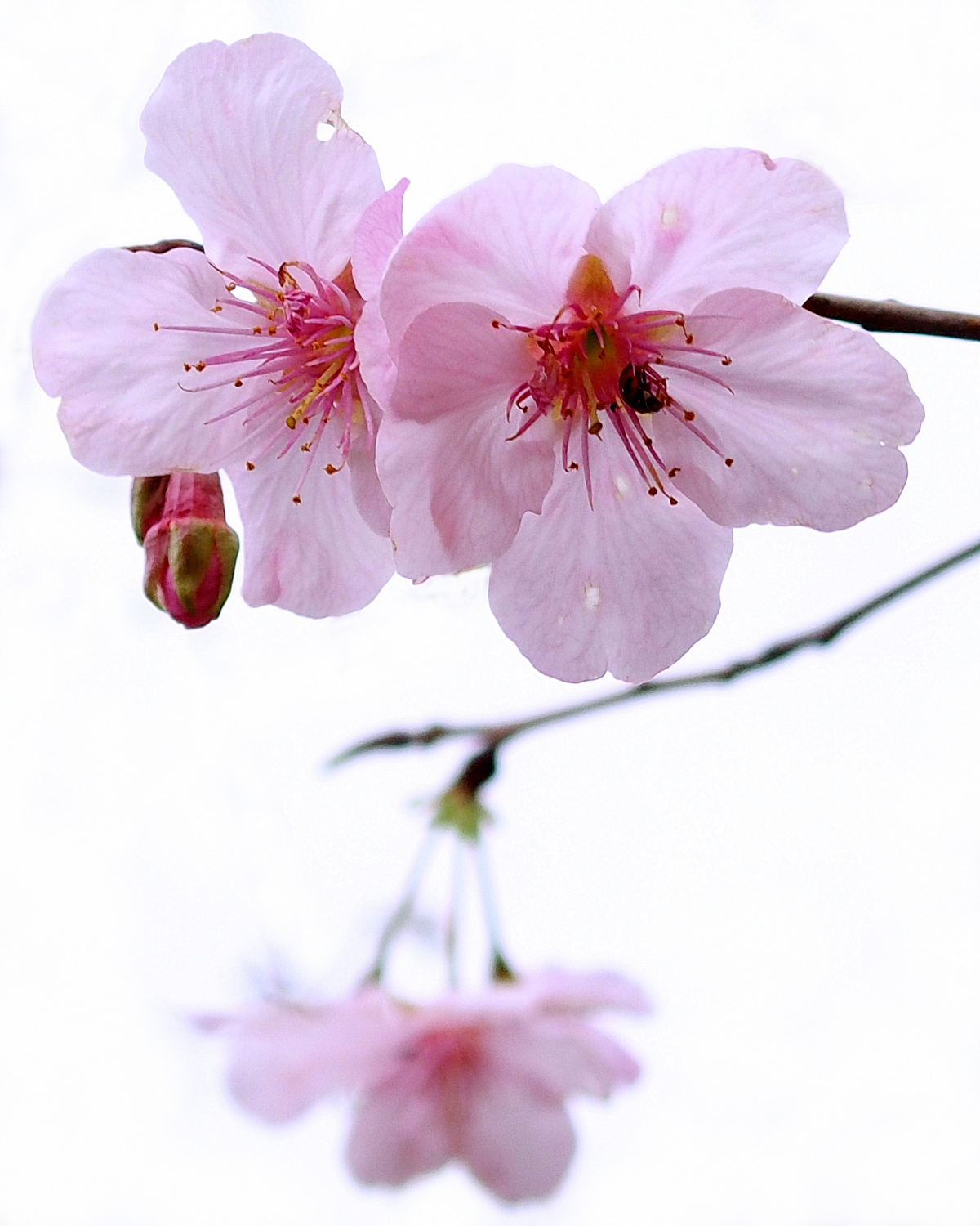 陳永鑑_櫻桃花作品_20220223e.jpg