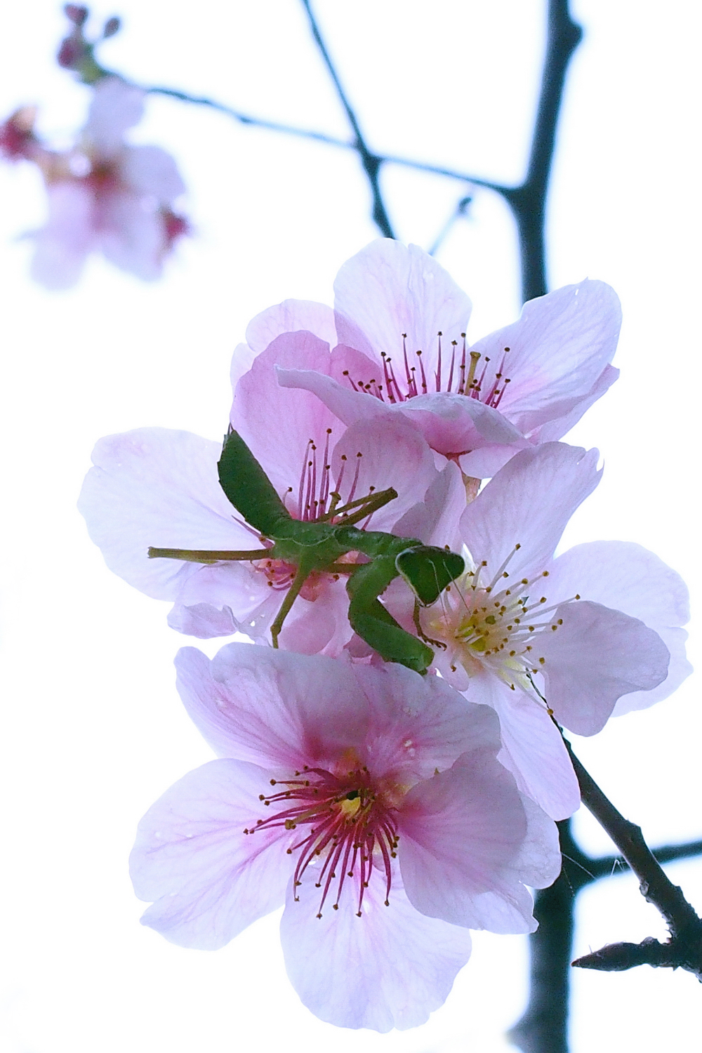 陳永鑑_櫻桃花作品_20220223d.jpg
