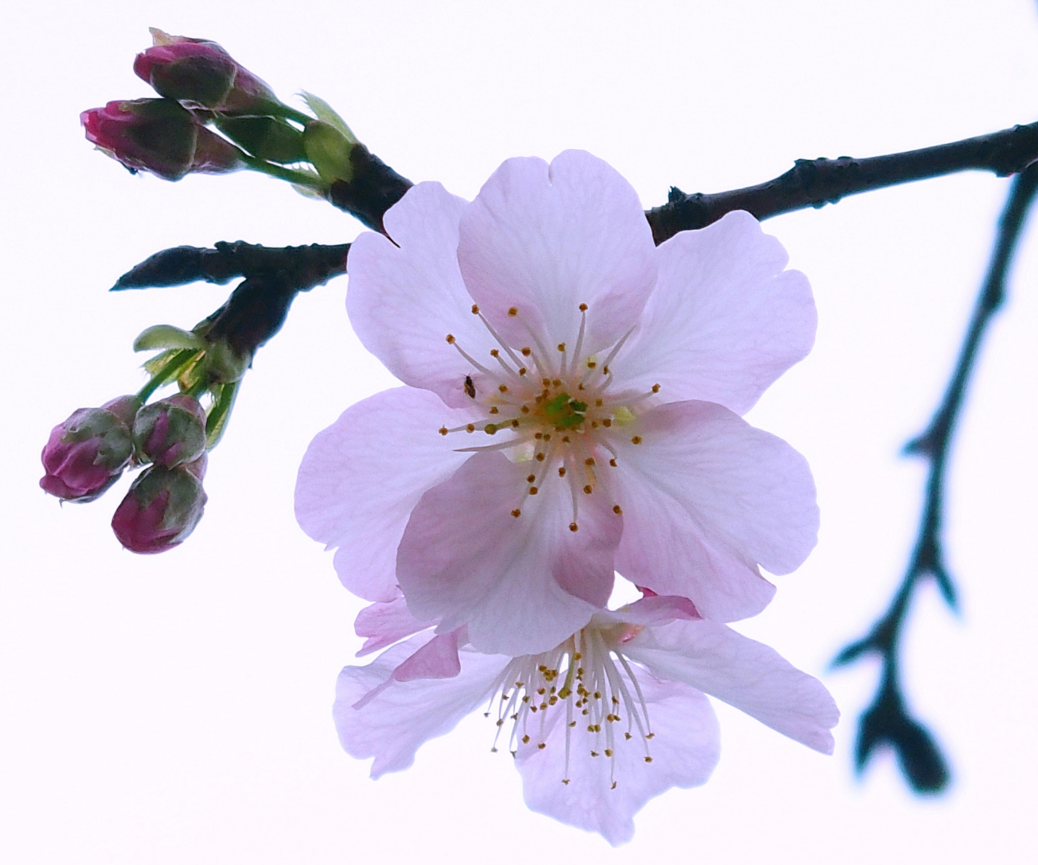 陳永鑑_櫻桃花作品_20220223b.jpg