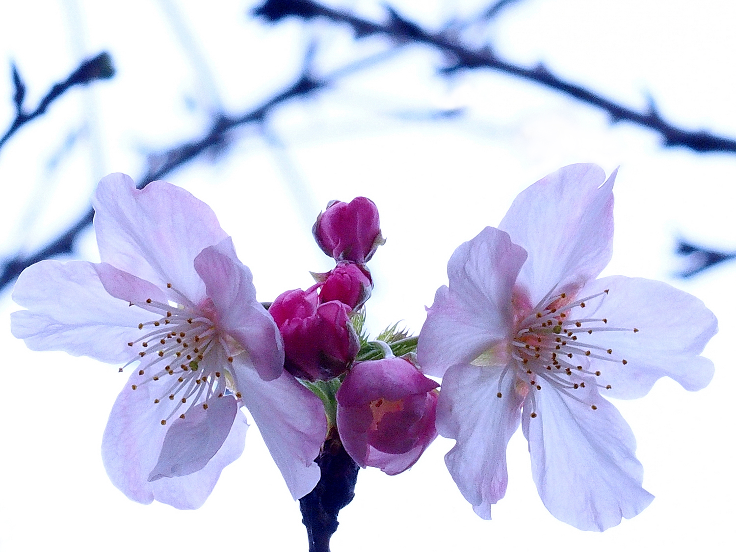 陳永鑑_櫻桃花作品_20220223a.jpg