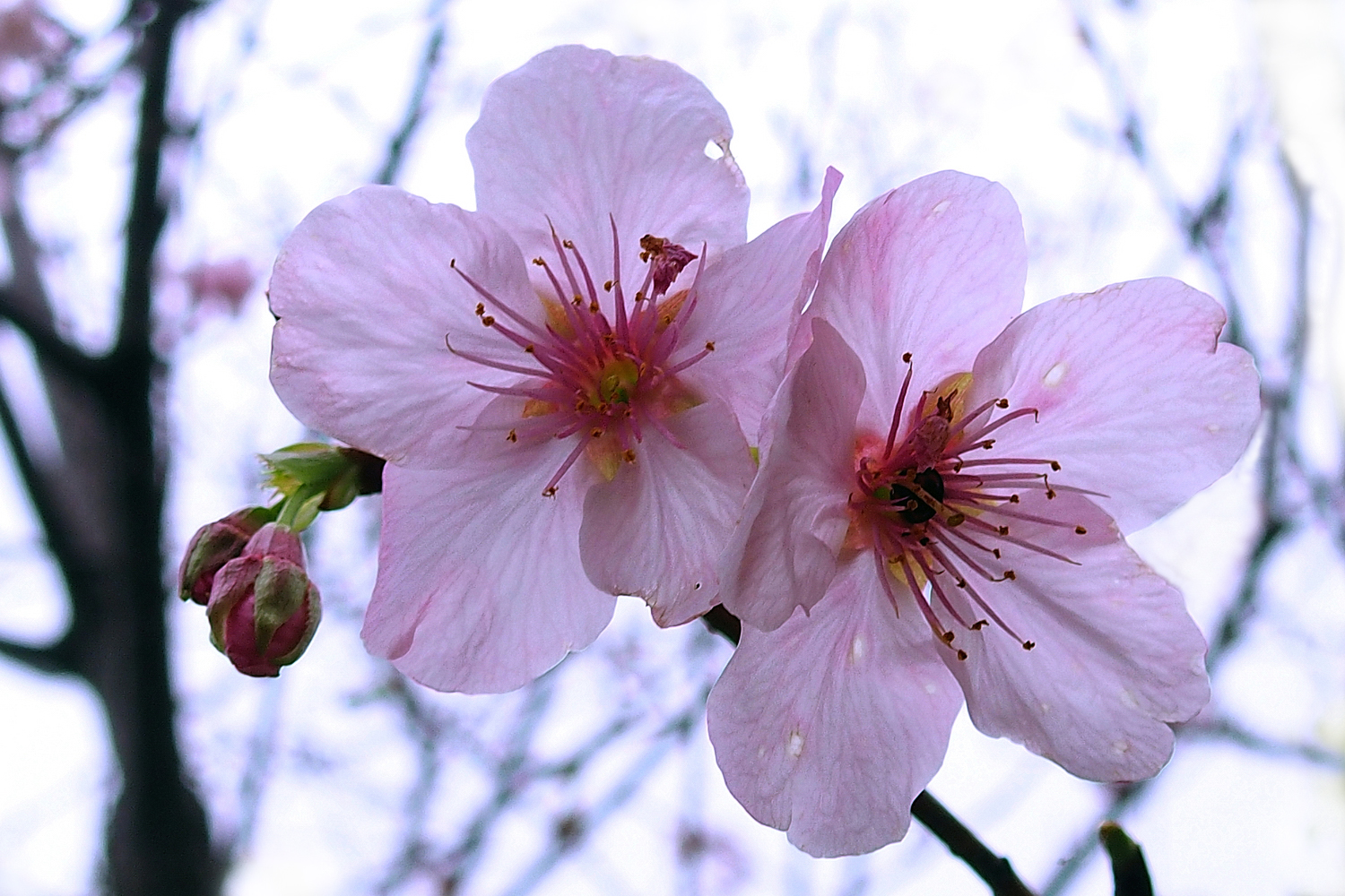 陳永鑑_櫻桃花作品_20220224f.jpg