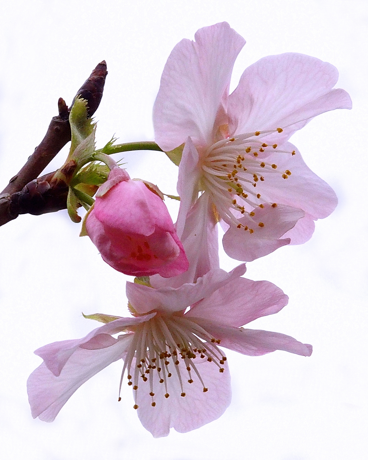 陳永鑑_櫻桃花作品_20220224c.jpg