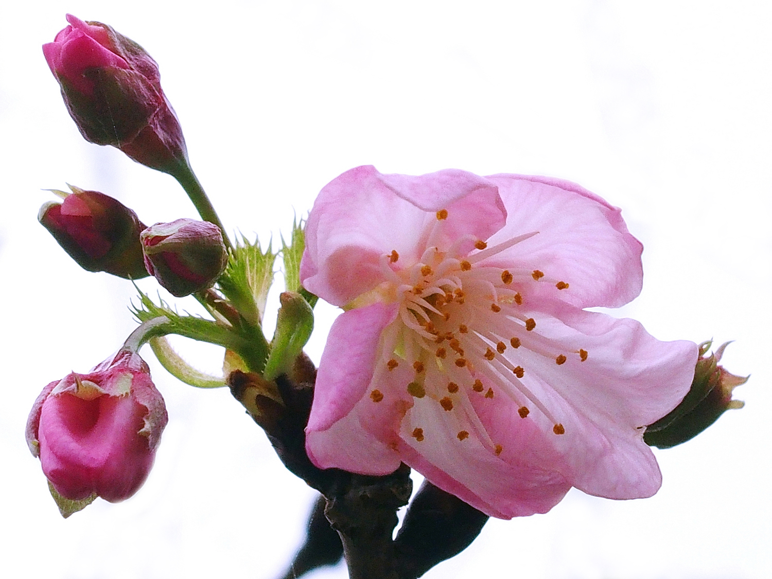 陳永鑑_櫻桃花作品_20220224a.jpg