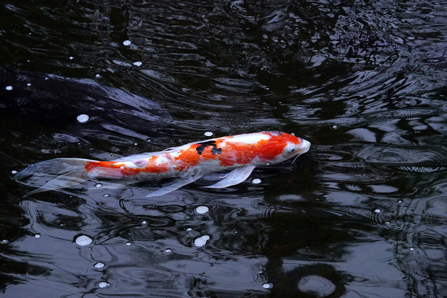 陳永鑑_錦鯉遊蹤_20220216h.jpg