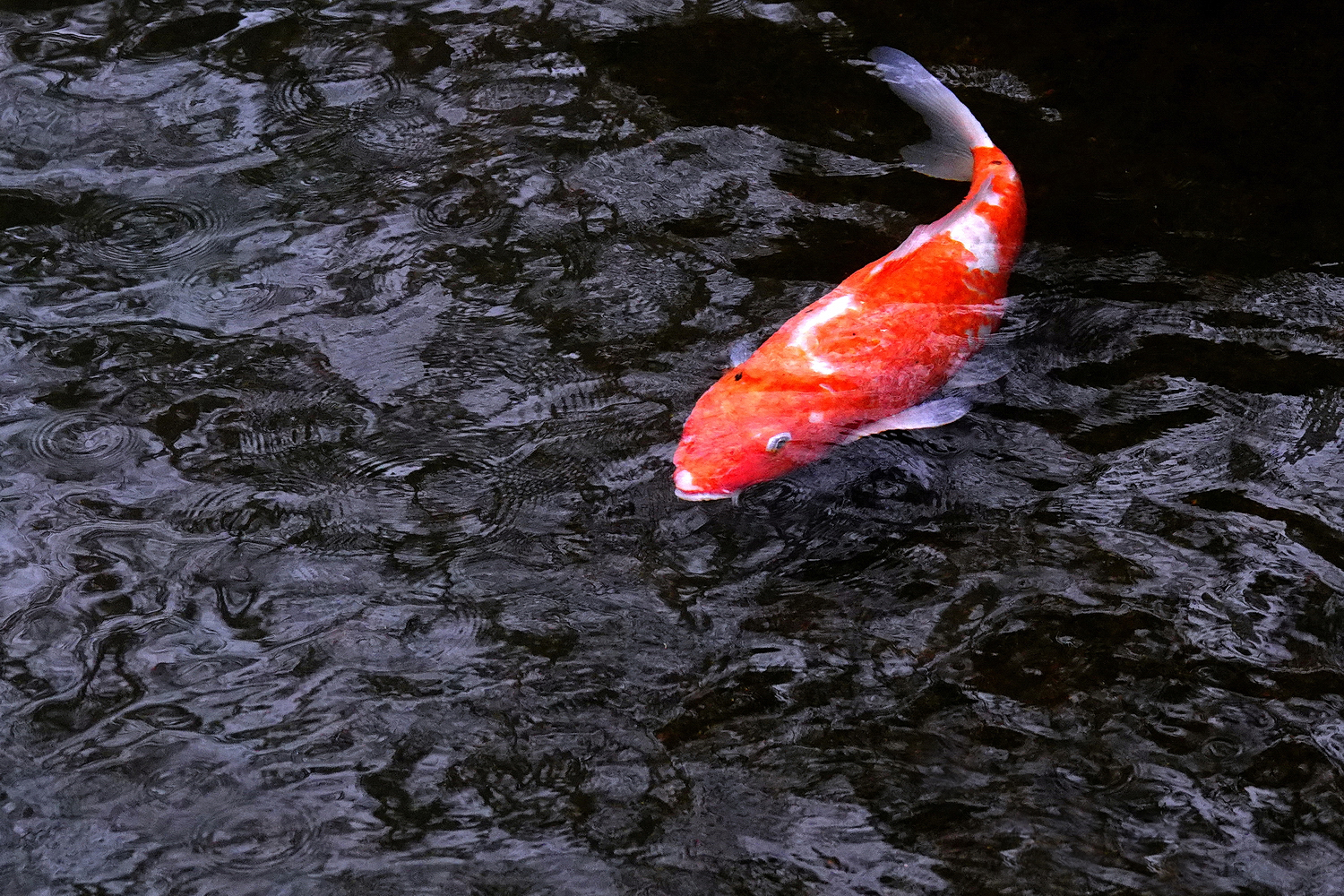 陳永鑑_錦鯉遊蹤_20220216l.jpg
