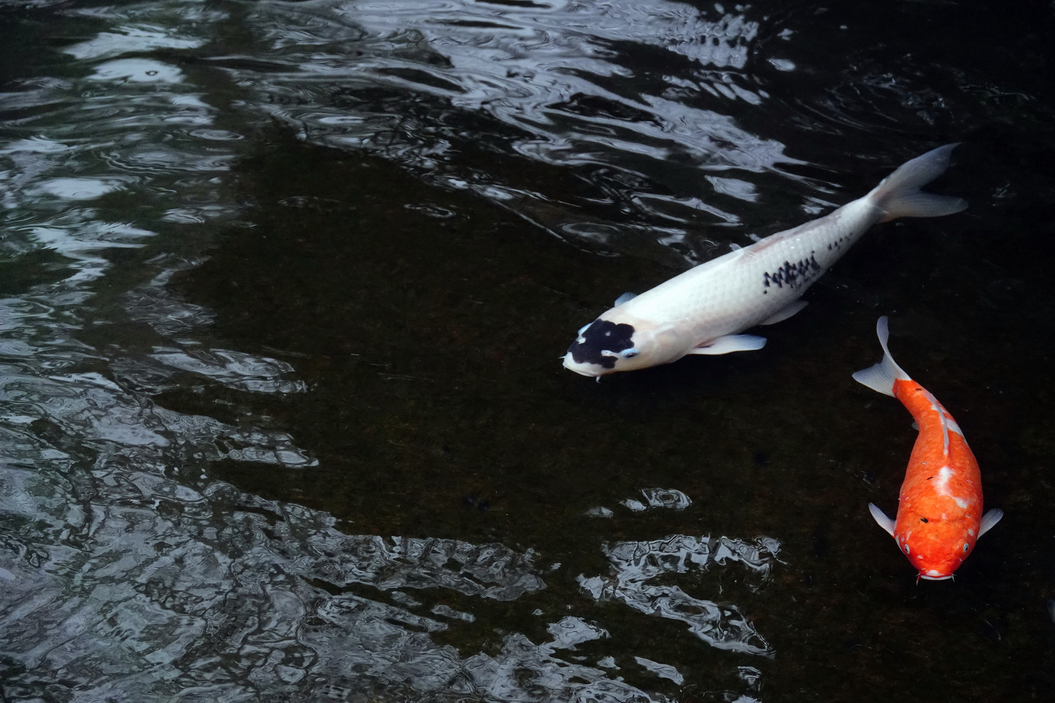 陳永鑑_錦鯉遊蹤_20220216k.jpg