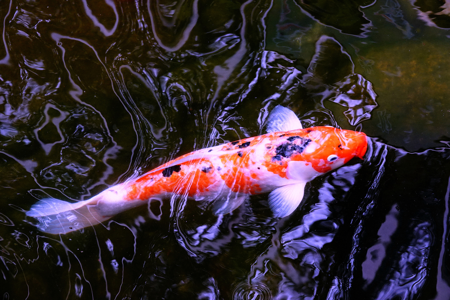 陳永鑑_錦鯉遊蹤_20220216x.jpg