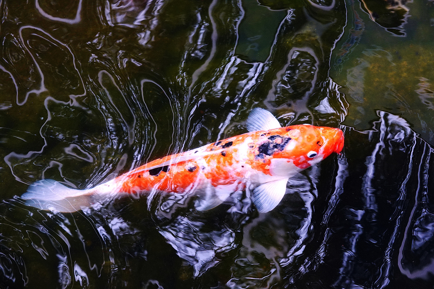陳永鑑_錦鯉遊蹤_20220216w.jpg