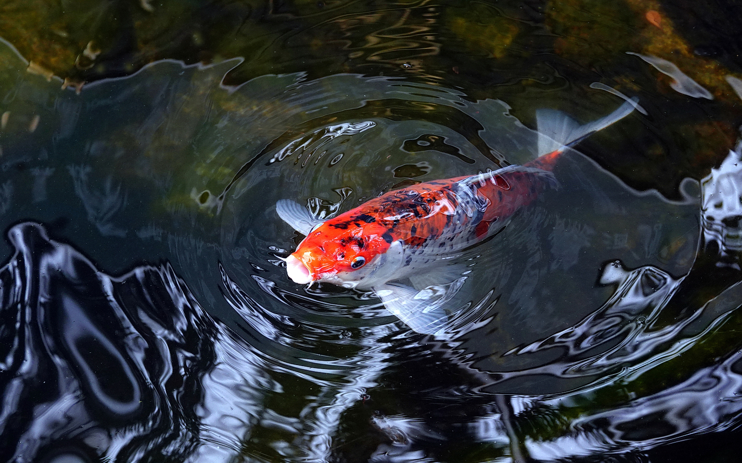 陳永鑑_錦鯉遊蹤_20220216u.jpg