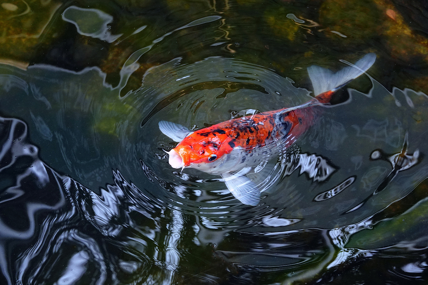 陳永鑑_錦鯉遊蹤_20220216t.jpg