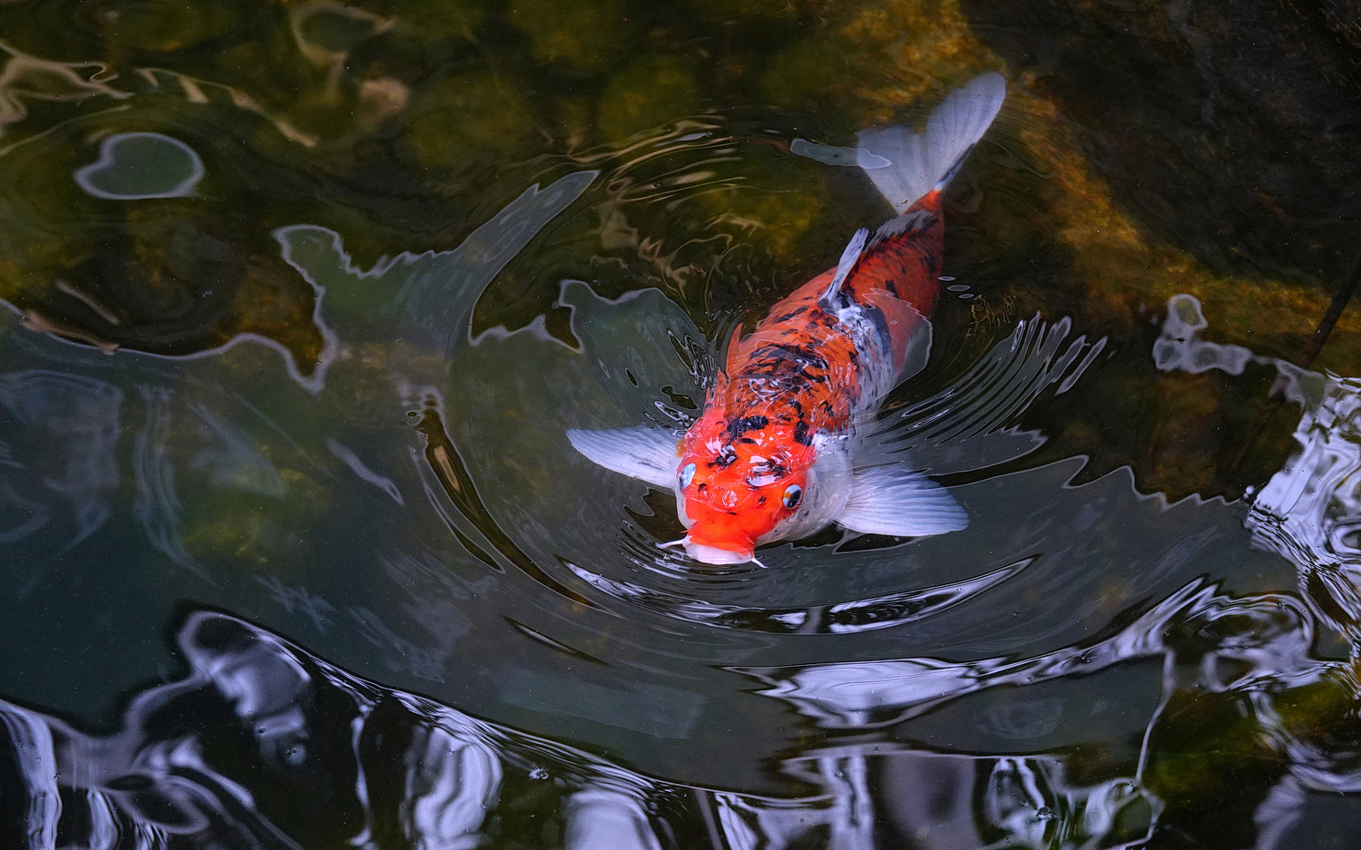 陳永鑑_錦鯉遊蹤_20220216r.jpg