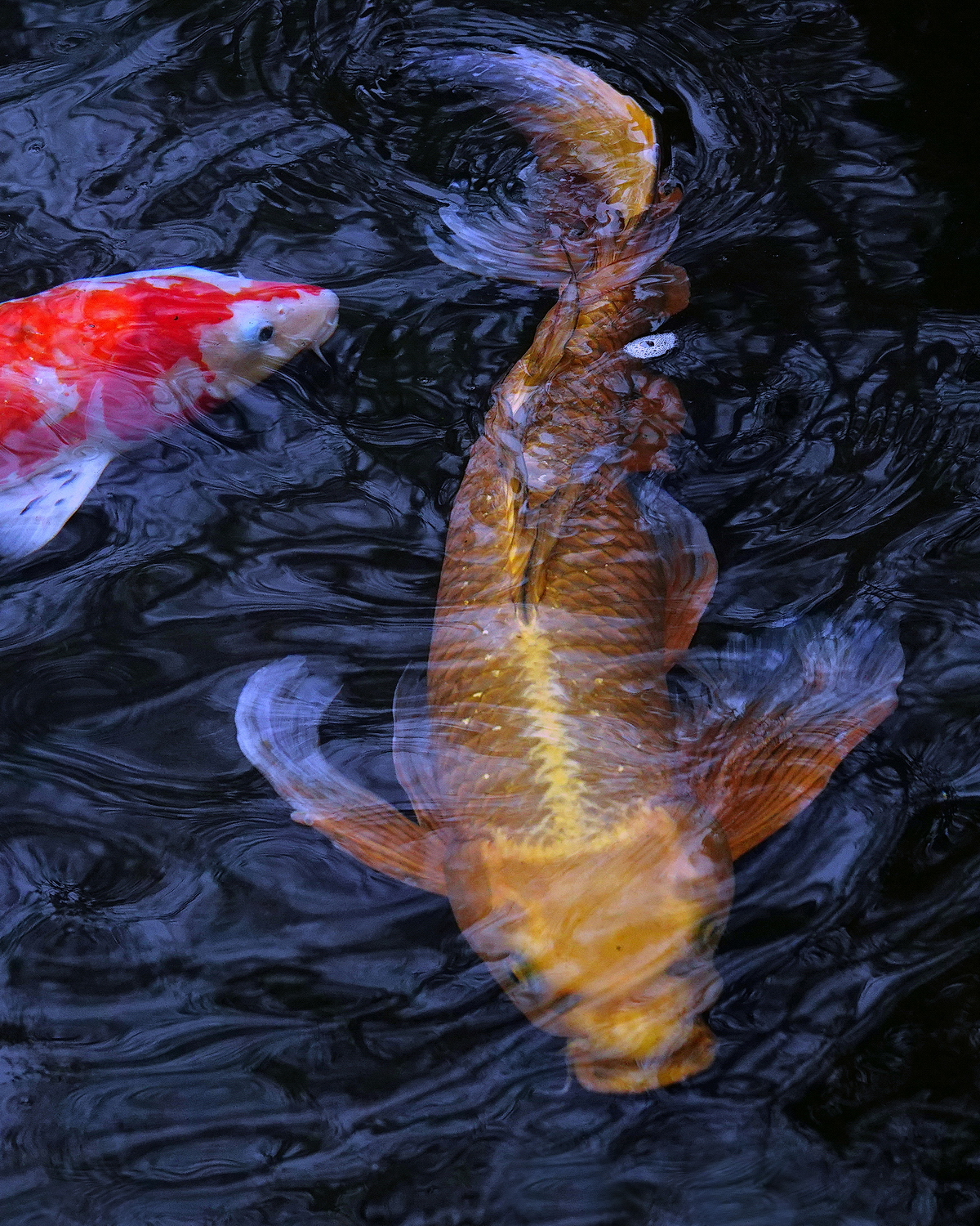 陳永鑑_錦鯉遊蹤_20220219i.jpg