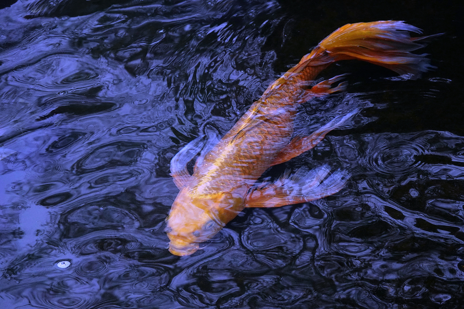 陳永鑑_錦鯉遊蹤_20220219h.jpg