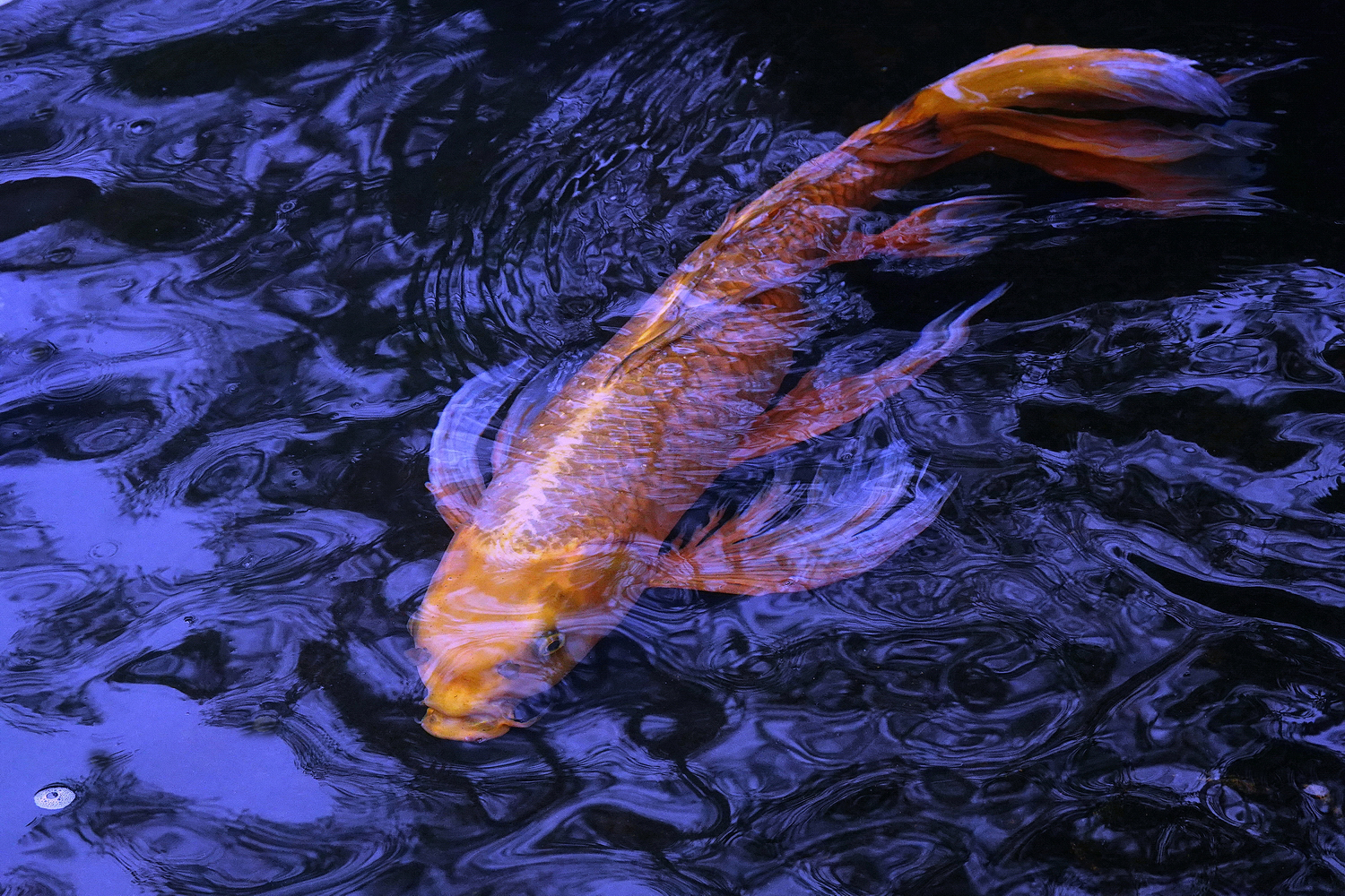 陳永鑑_錦鯉遊蹤_20220219g.jpg