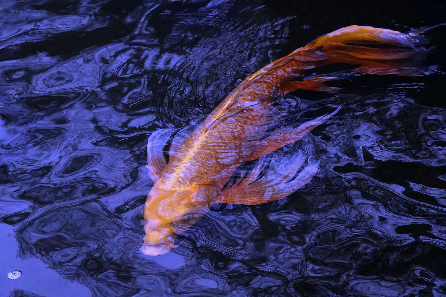 陳永鑑_錦鯉遊蹤_20220219f.jpg