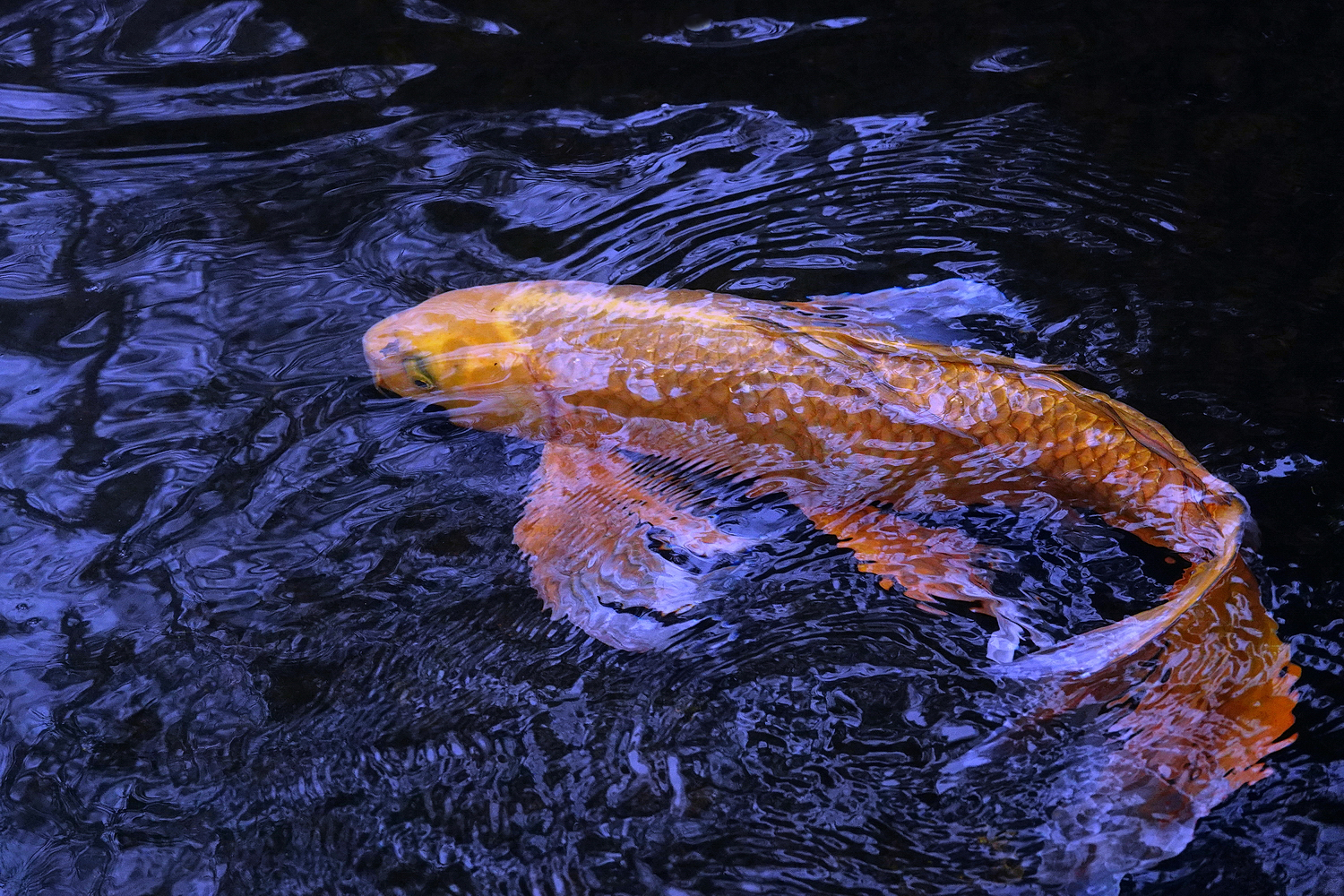 陳永鑑_錦鯉遊蹤_20220219d.jpg