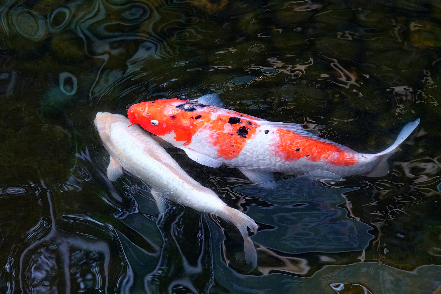 陳永鑑_錦鯉遊蹤_20220220a.jpg