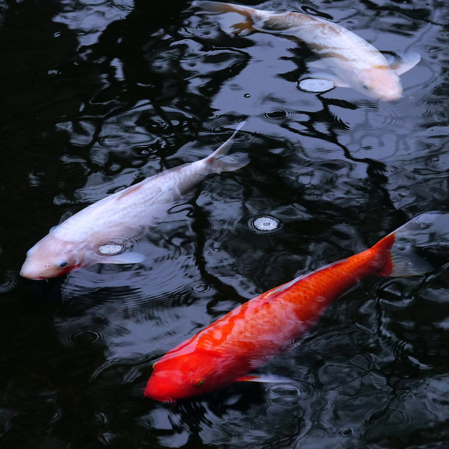 陳永鑑_錦鯉遊蹤_20220221f.jpg