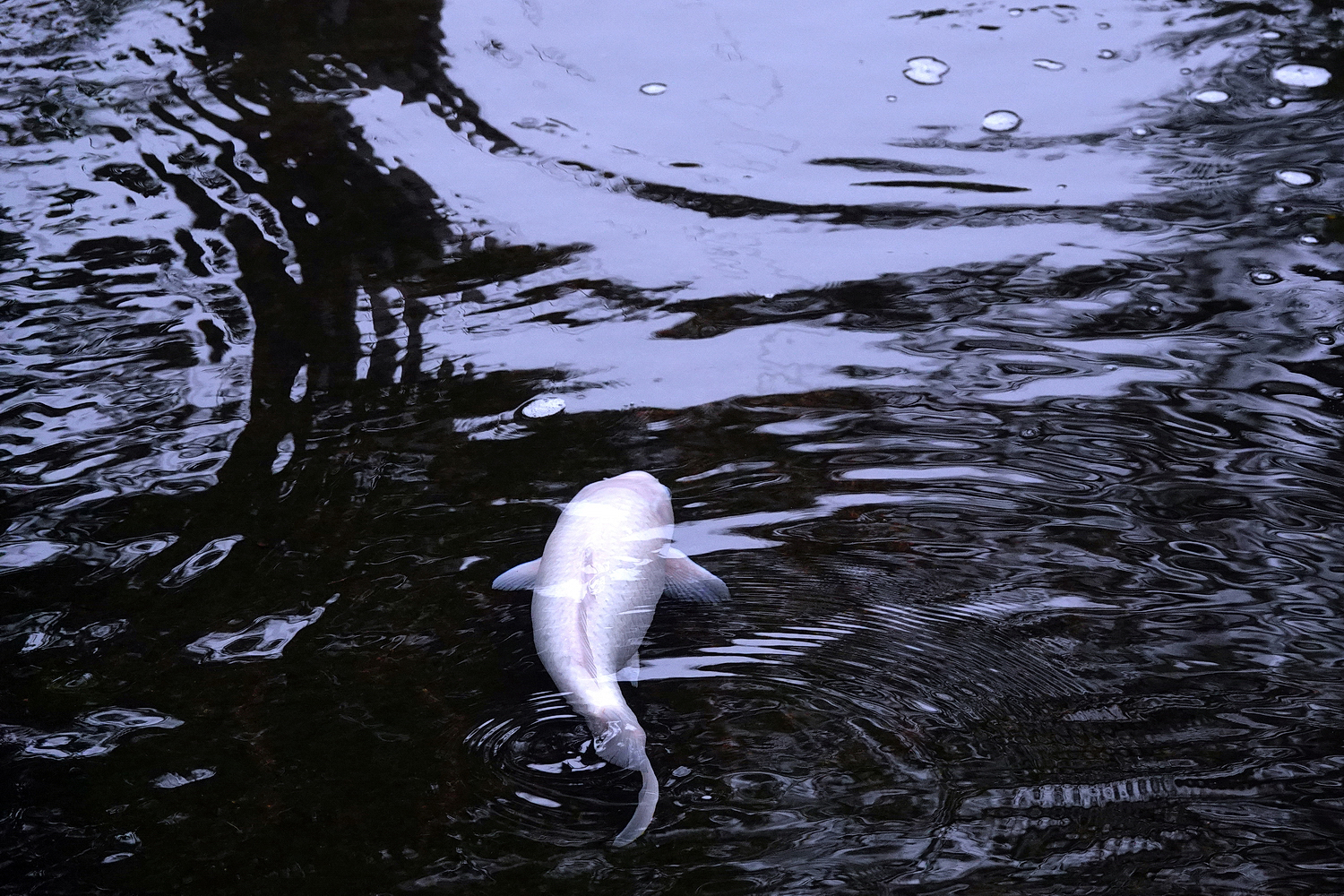 陳永鑑_錦鯉遊蹤_20220221e.jpg
