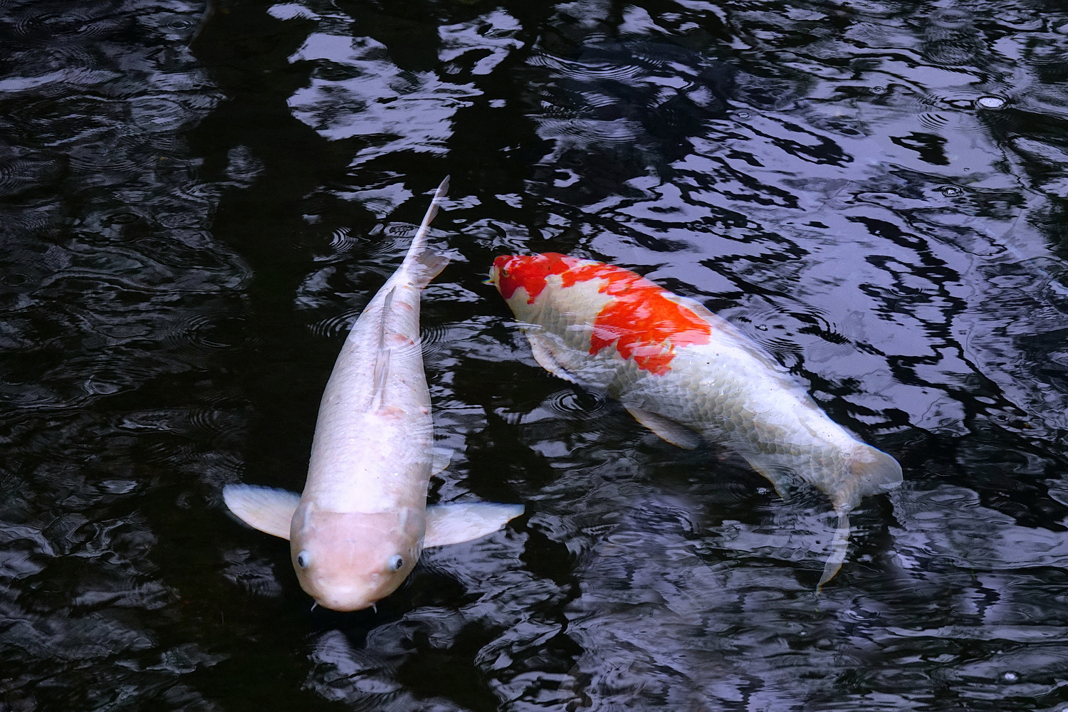 陳永鑑_錦鯉遊蹤_20220221d.jpg