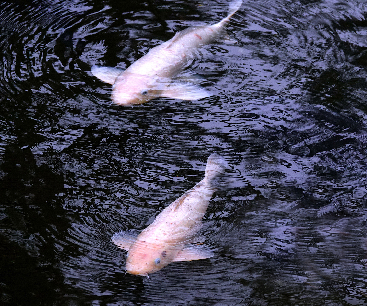 陳永鑑_錦鯉遊蹤_20220221c.jpg