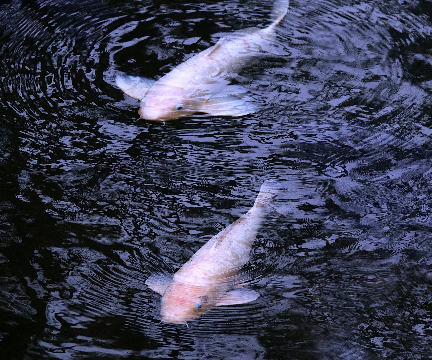 陳永鑑_錦鯉遊蹤_20220221b.jpg