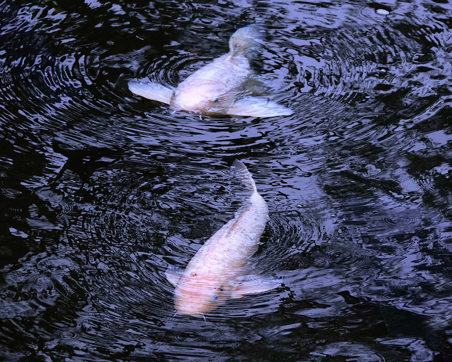 陳永鑑_錦鯉遊蹤_20220221a.jpg