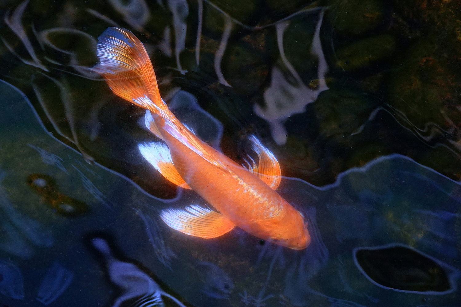 陳永鑑_錦鯉遊蹤_20220221r.jpg
