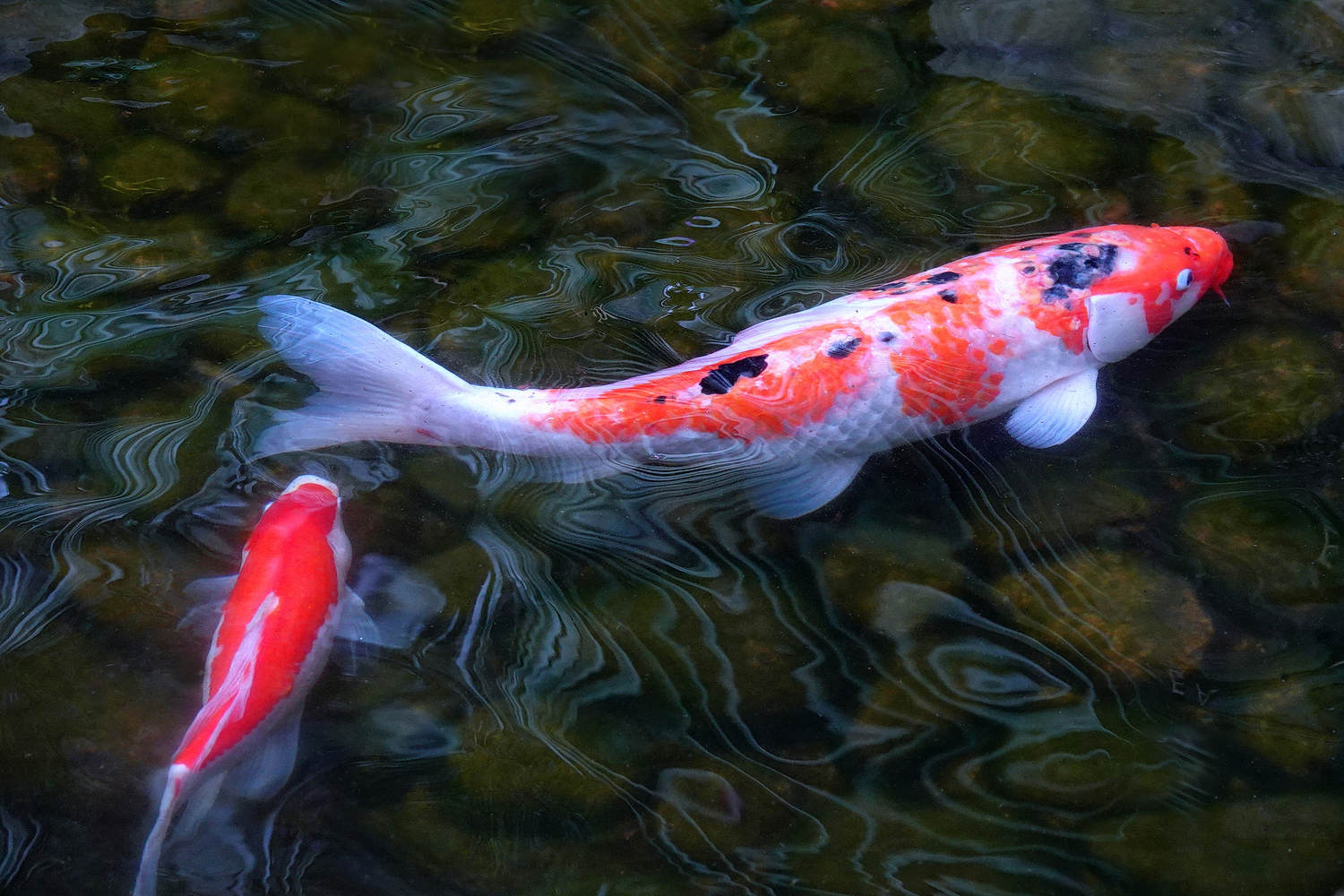 陳永鑑_錦鯉遊蹤_20220221q.jpg