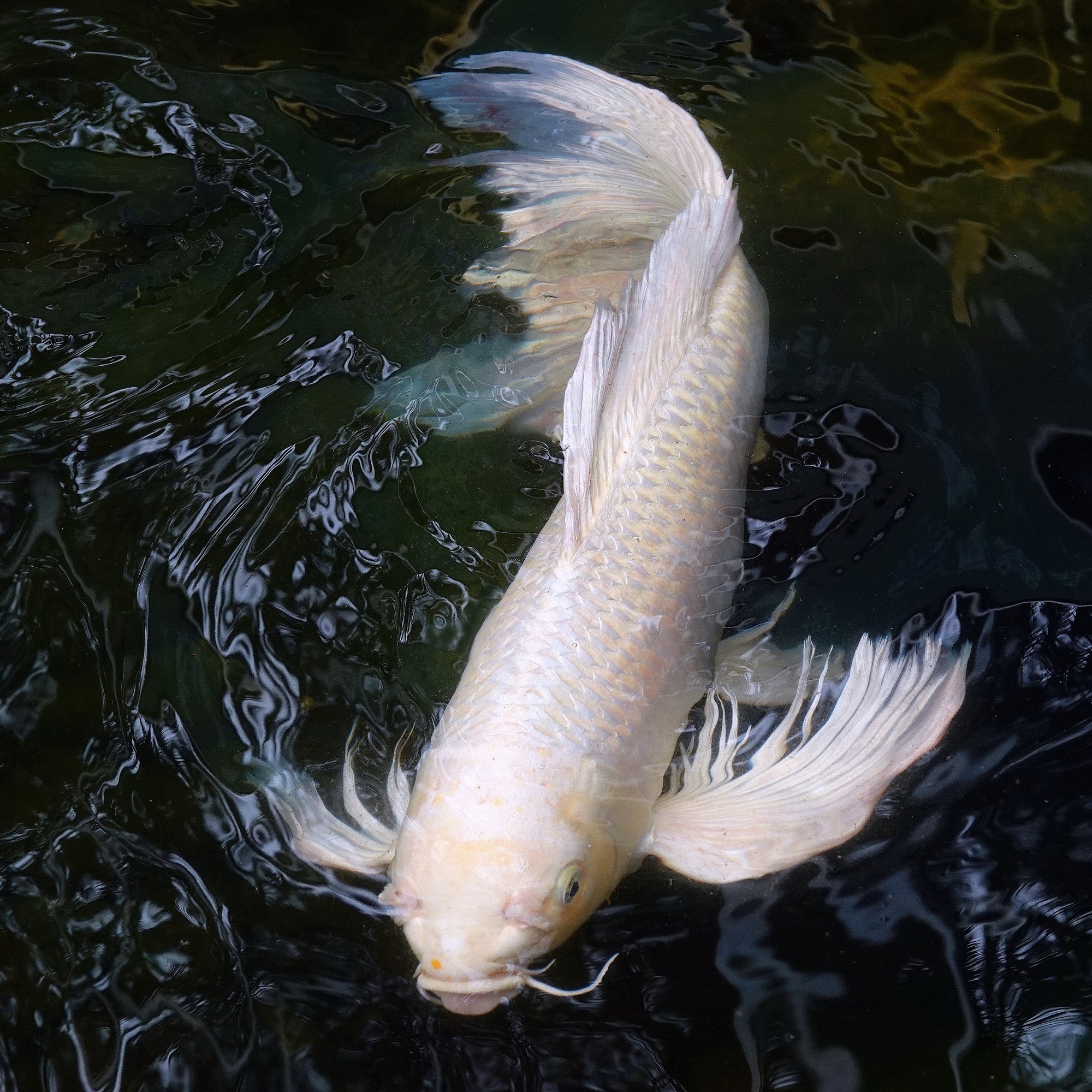 陳永鑑_錦鯉遊蹤_20220222f.jpg