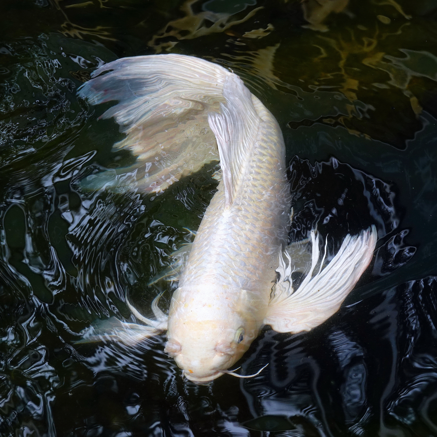 陳永鑑_錦鯉遊蹤_20220222e.jpg