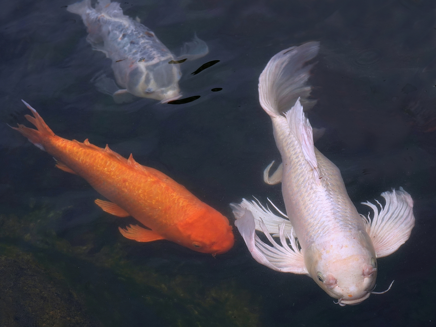 陳永鑑_錦鯉遊蹤_20220222a.jpg