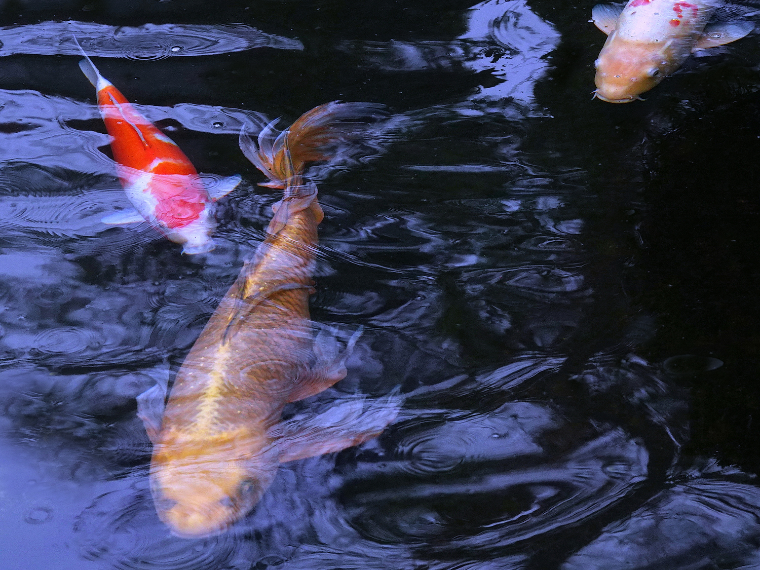 陳永鑑_錦鯉遊蹤_20220222n.jpg