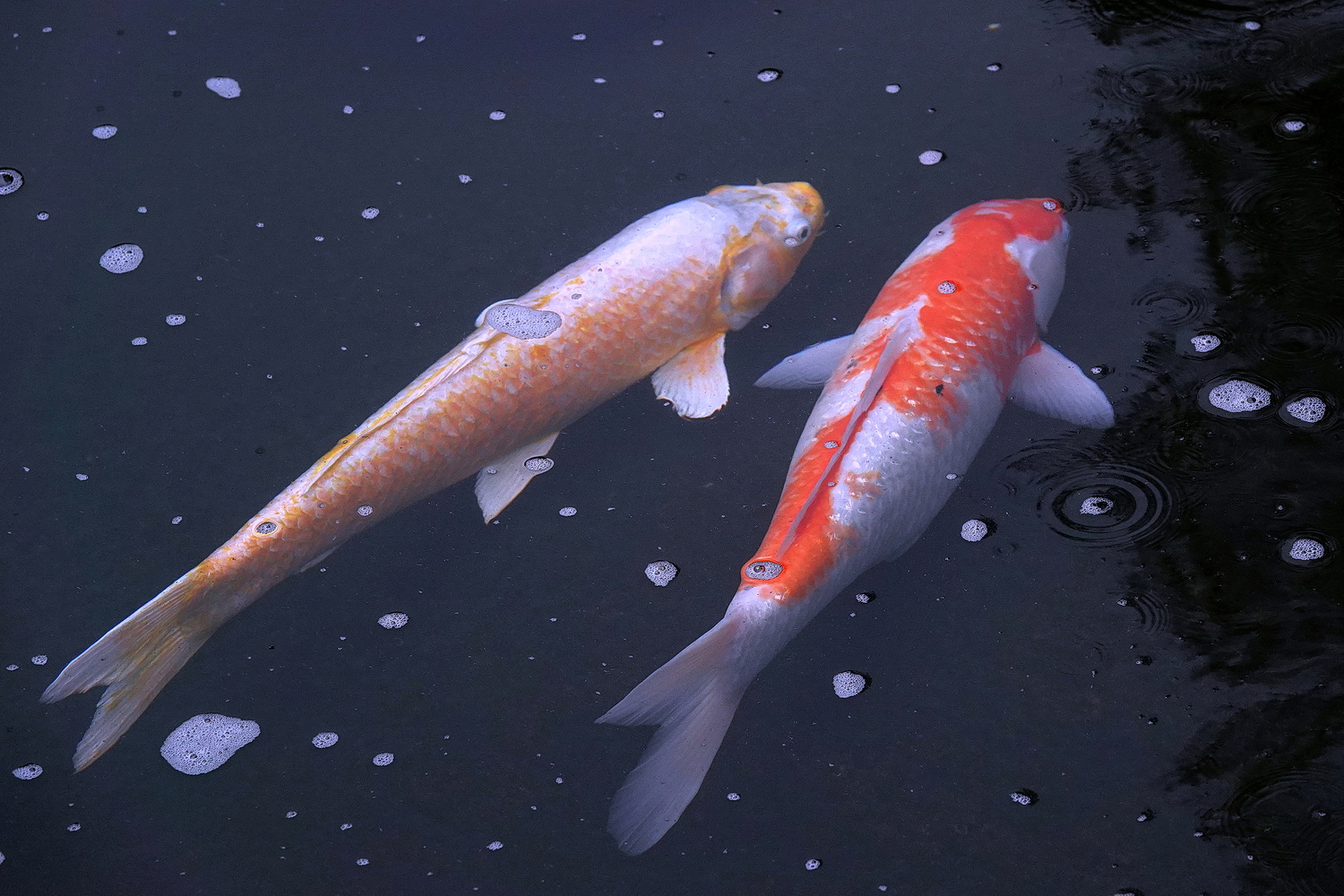 陳永鑑_錦鯉遊蹤_20220222l.jpg