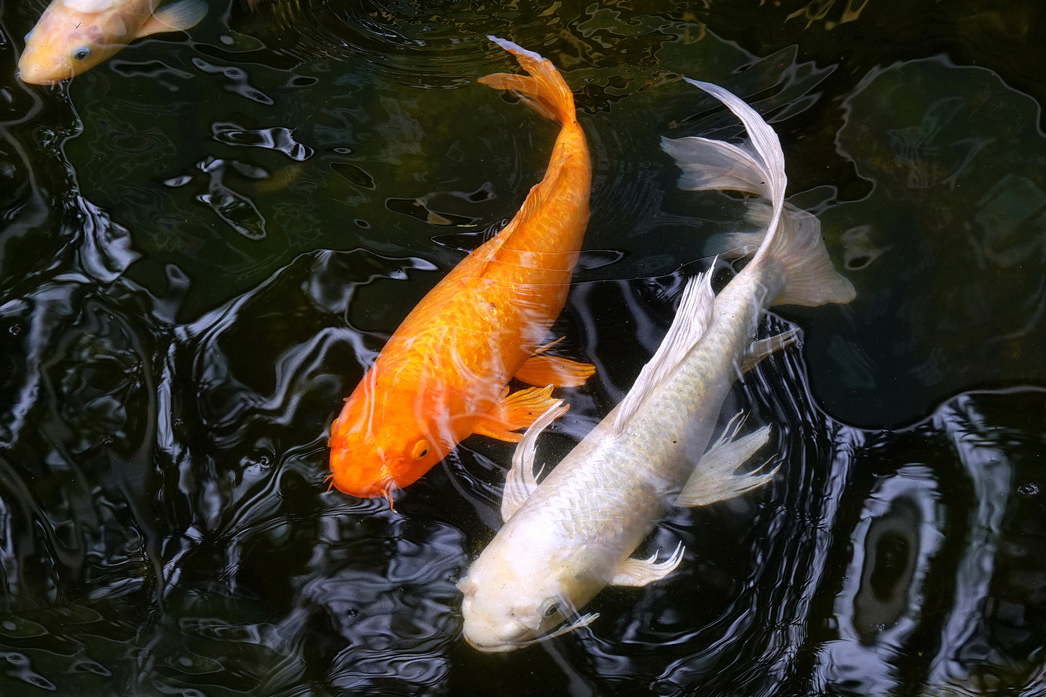 陳永鑑_錦鯉遊蹤_20220222i.jpg