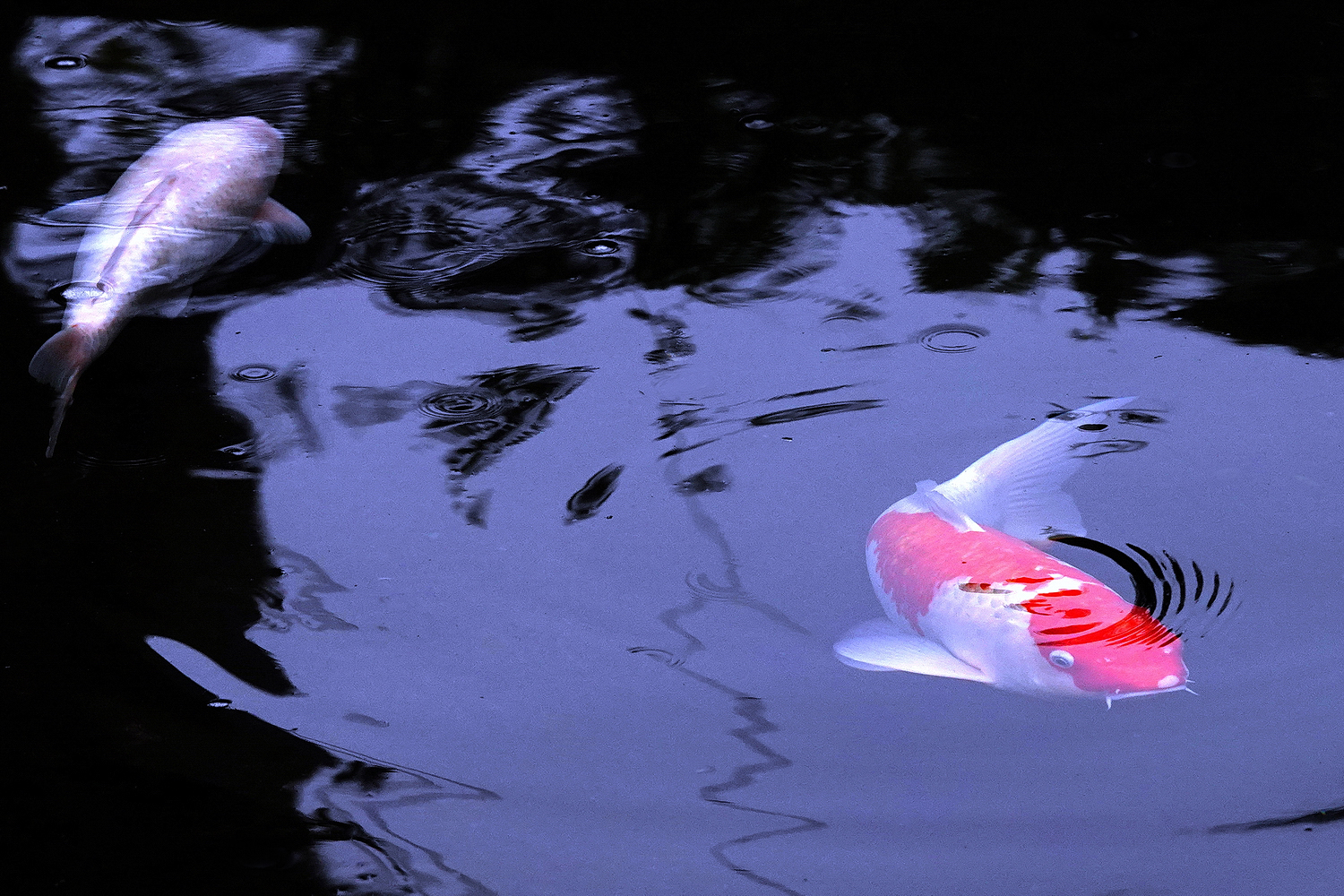 陳永鑑_錦鯉遊蹤_20220222r.jpg