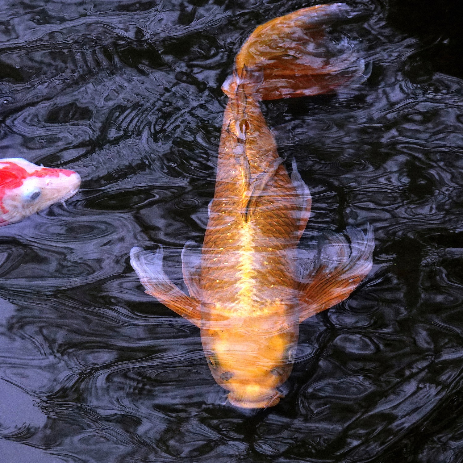 陳永鑑_錦鯉遊蹤_20220222p.jpg