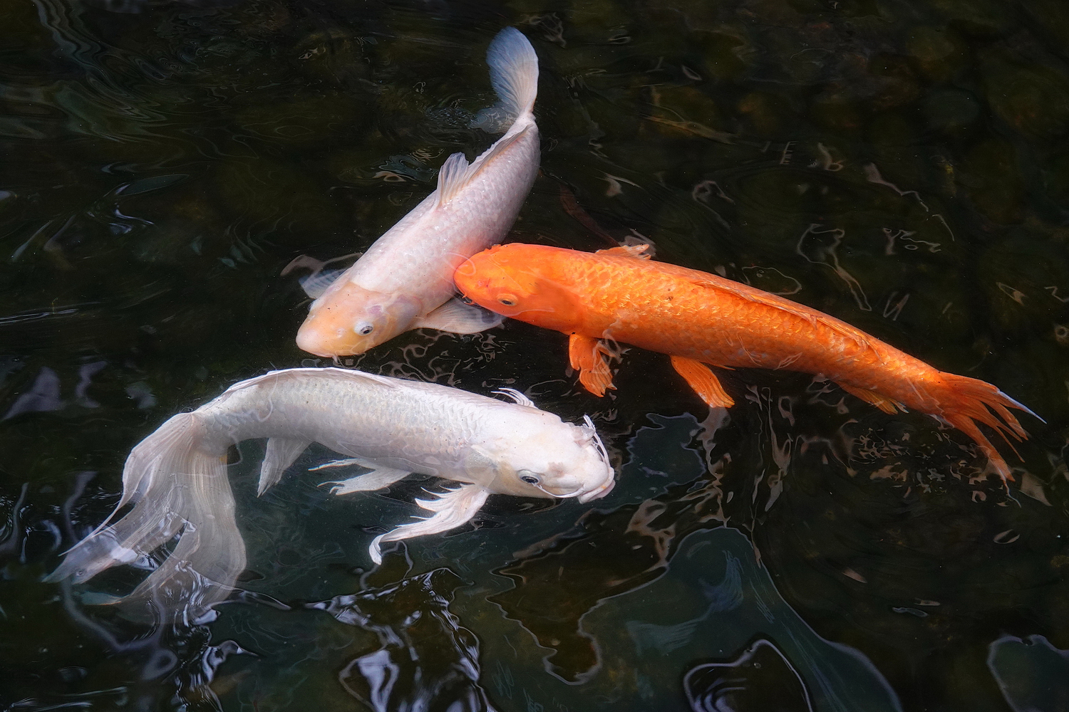 陳永鑑_錦鯉遊蹤_20220223e.jpg