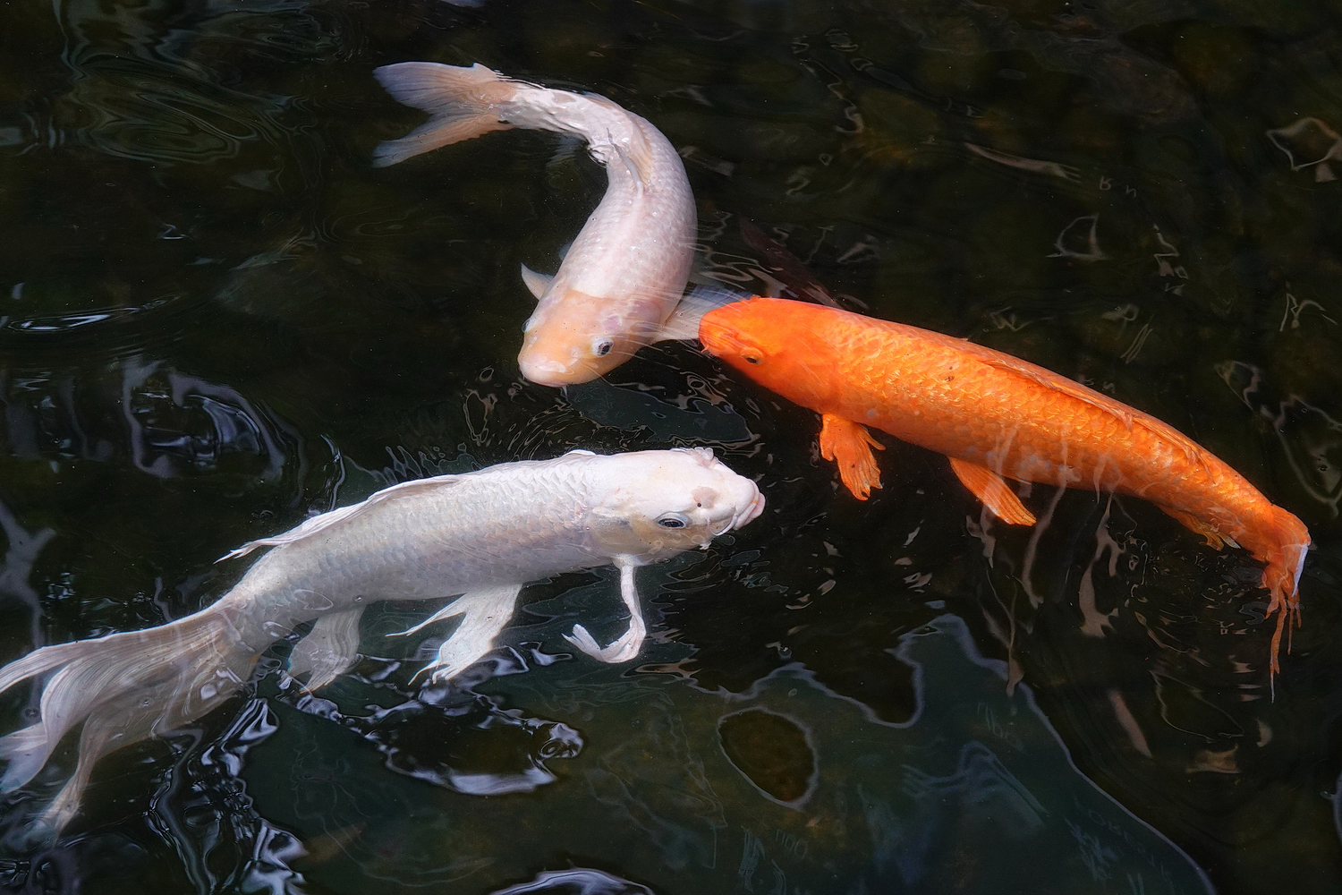 陳永鑑_錦鯉遊蹤_20220223d.jpg
