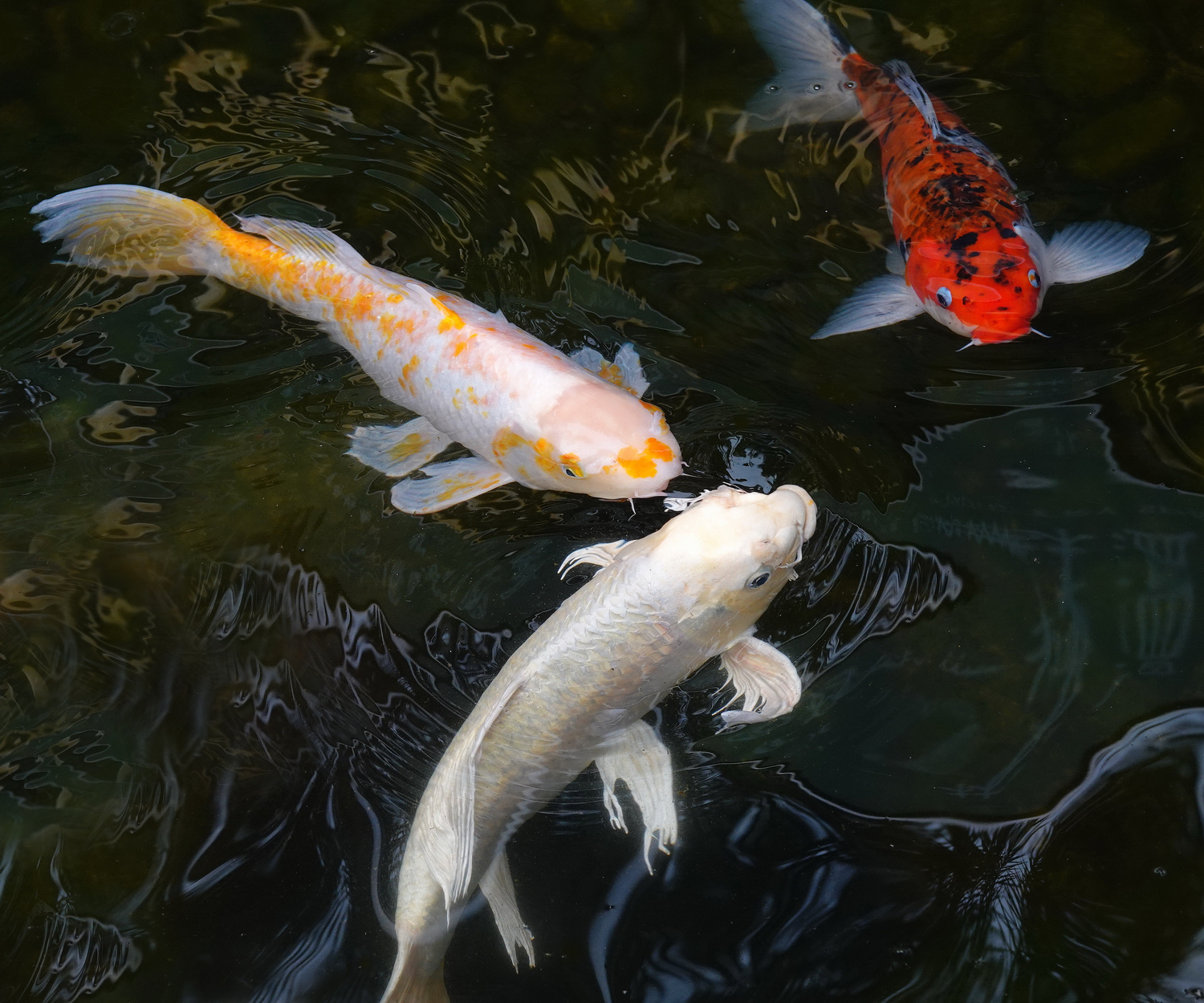 陳永鑑_錦鯉遊蹤_20220223r.jpg