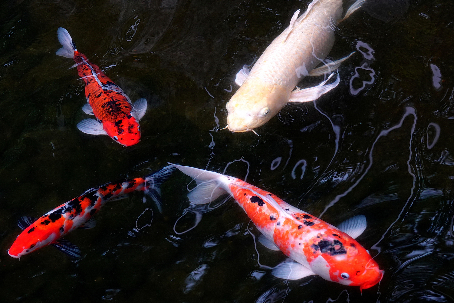 陳永鑑_錦鯉遊蹤_20220223o.jpg