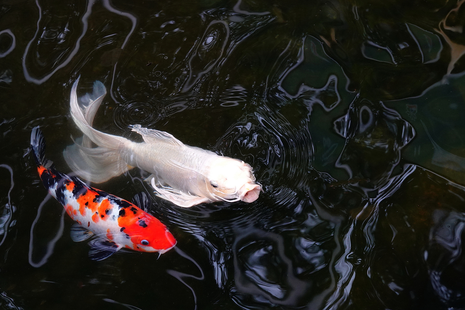 陳永鑑_錦鯉遊蹤_20220223n.jpg