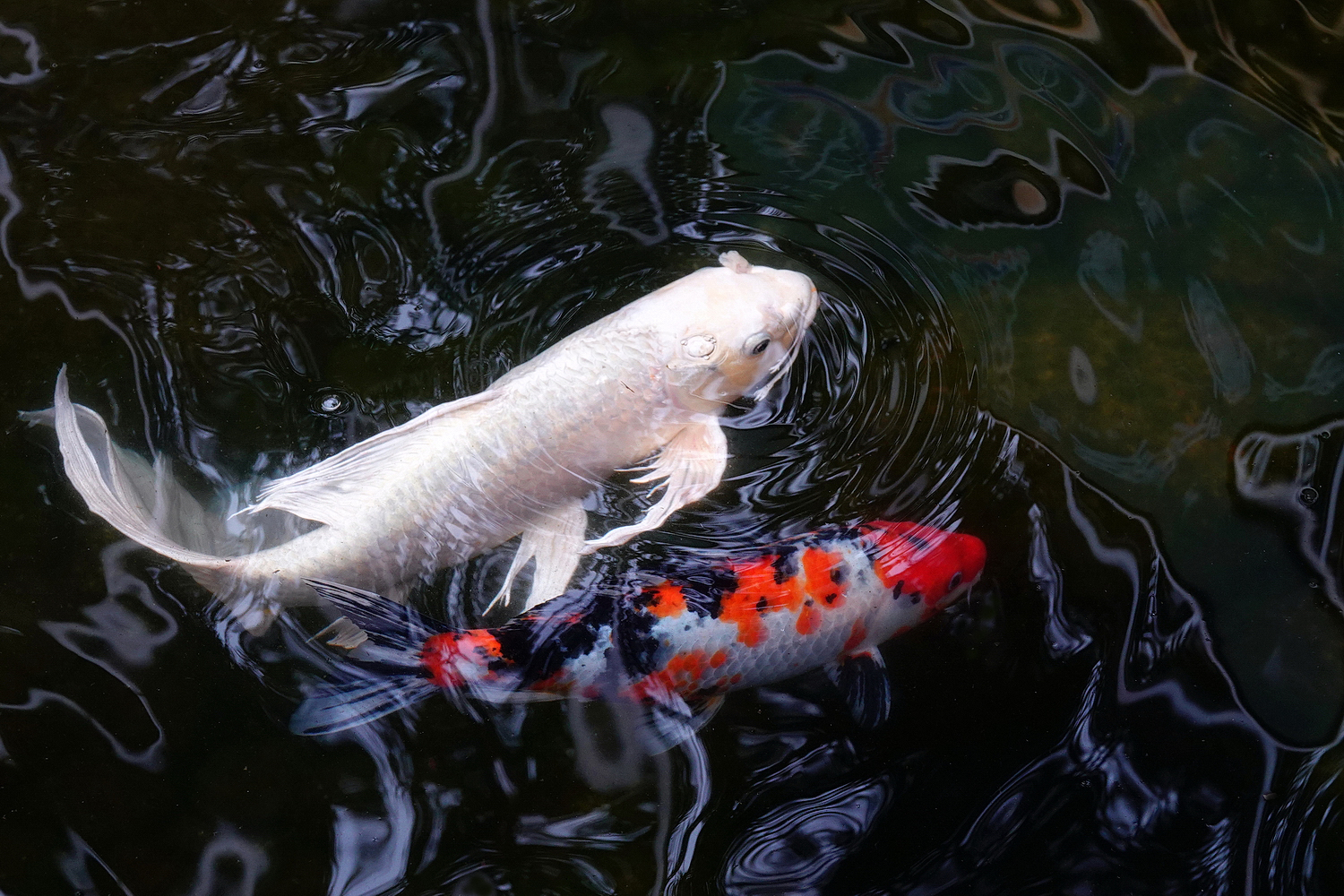 陳永鑑_錦鯉遊蹤_20220223l.jpg