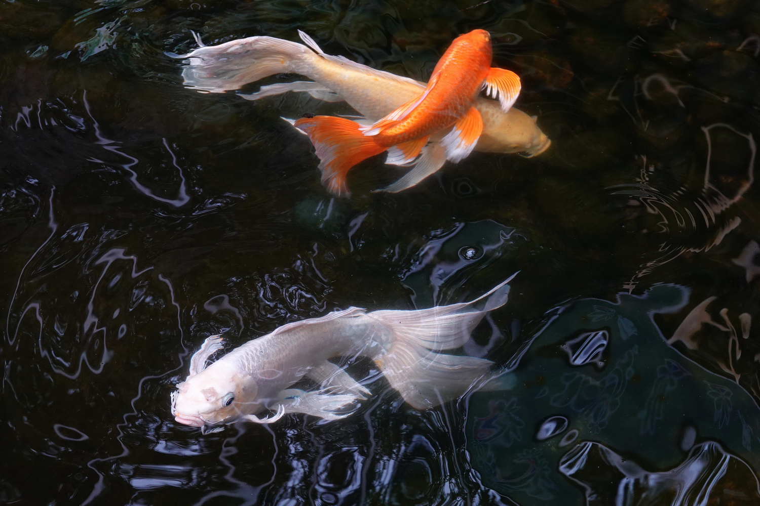 陳永鑑_錦鯉遊蹤_20220223j.jpg