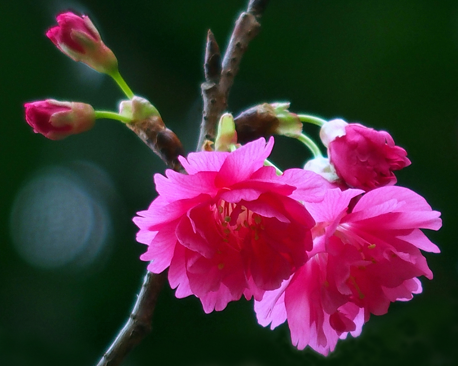 陳永鑑_櫻桃花作品_20220225d.jpg