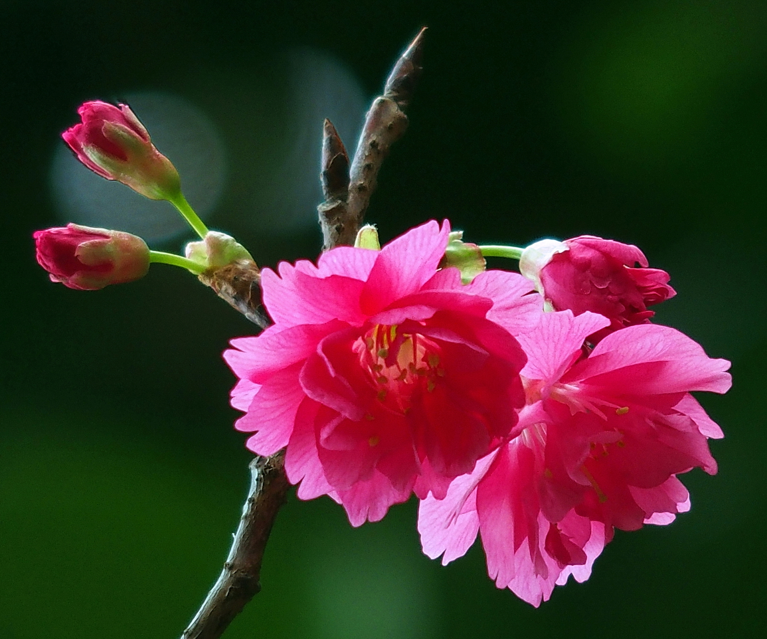 陳永鑑_櫻桃花作品_20220225a.jpg