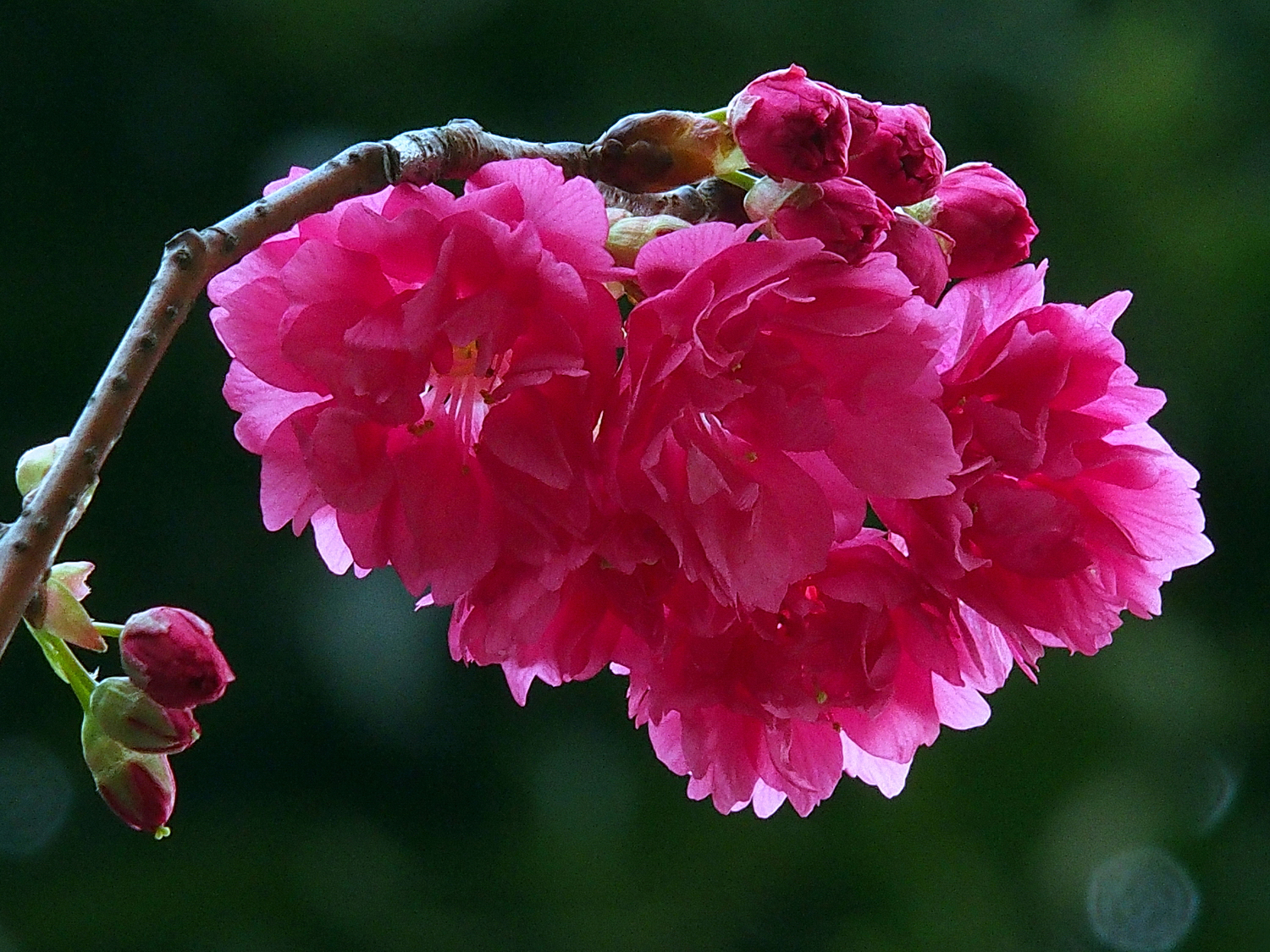 陳永鑑_櫻桃花作品_20220225f.jpg