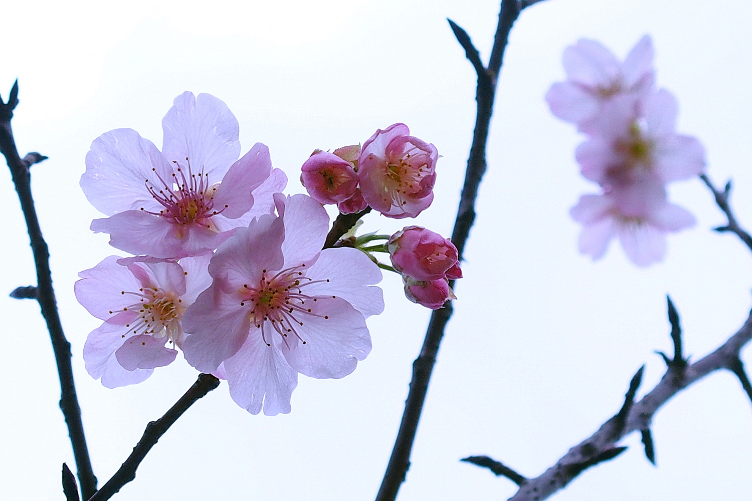 陳永鑑櫻桃花作品20220225q.jpg
