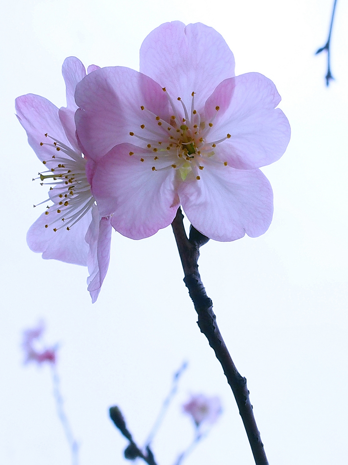 陳永鑑櫻桃花作品20220226e.jpg