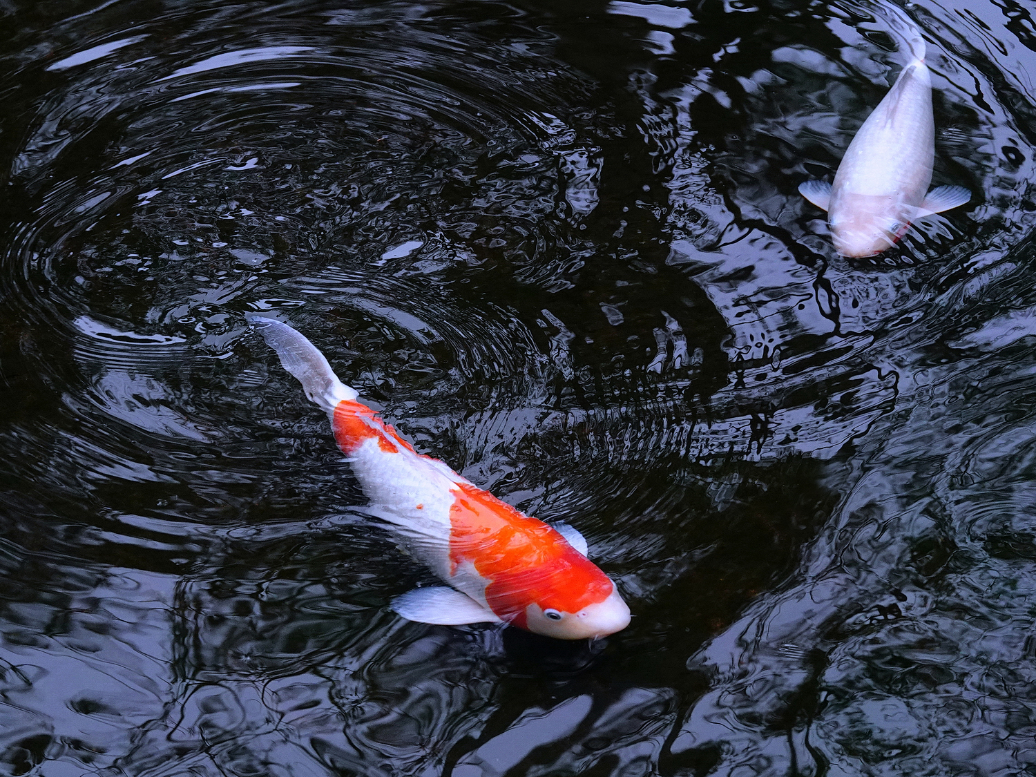陳永鑑_錦鯉遊緃_20220226a.jpg